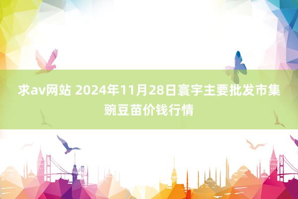 求av网站 2024年11月28日寰宇主要批发市集豌豆苗价钱行情